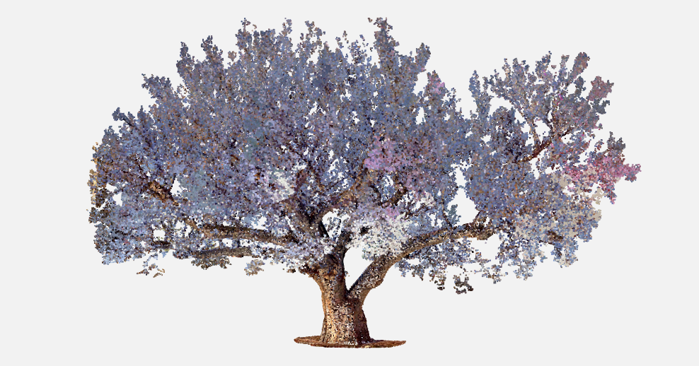 3D render of a Elm tree with purple leaves on a white background